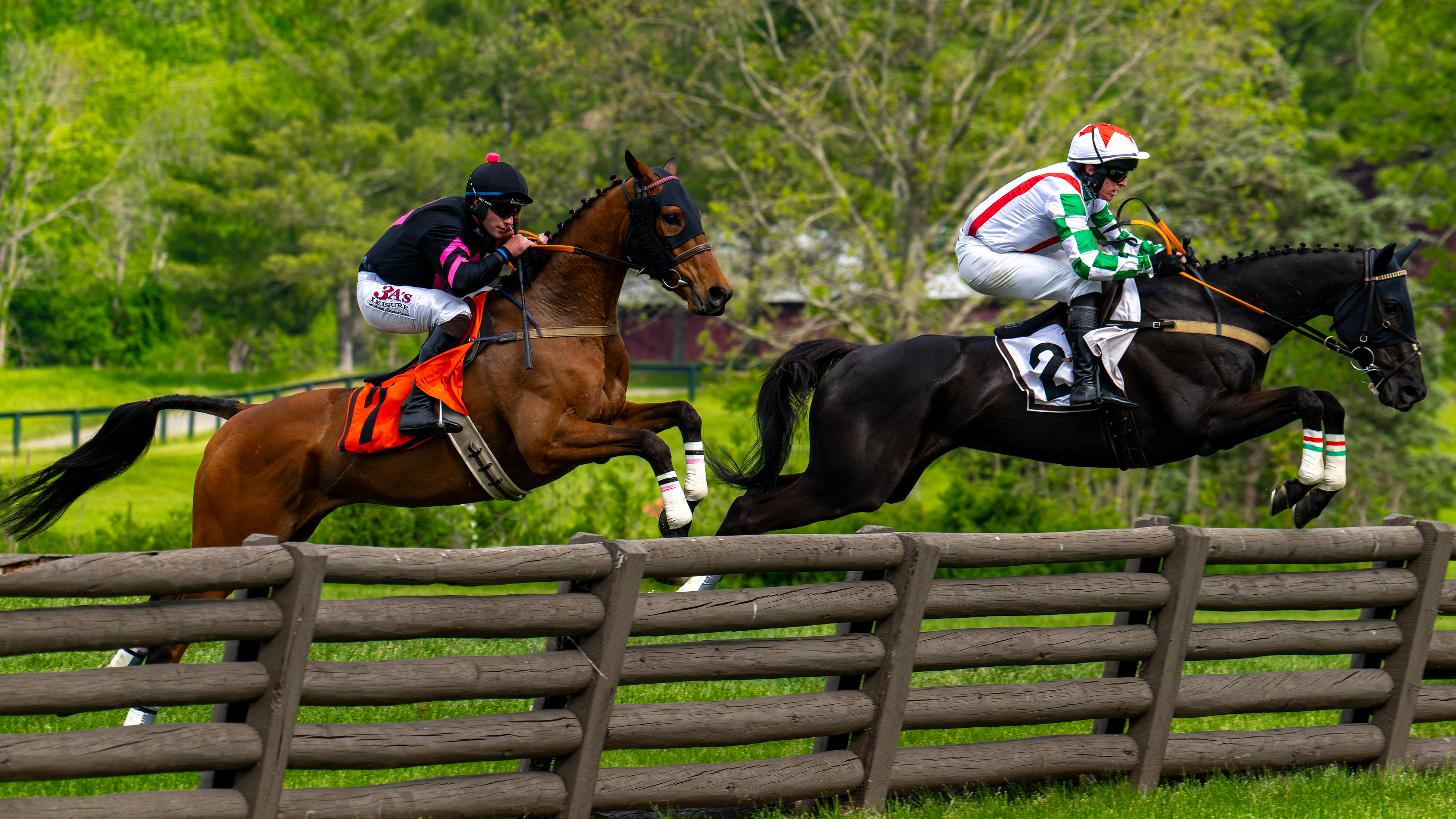 Horses Jumping